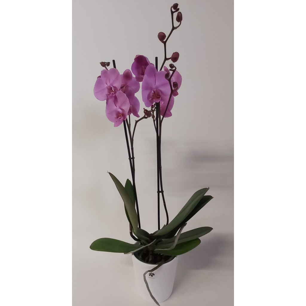 Orquidea rosa